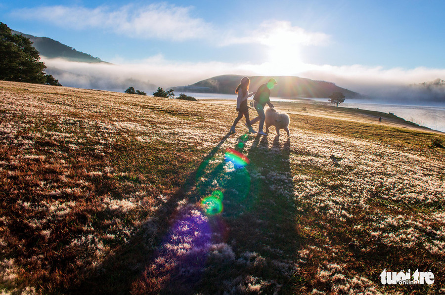 Quanh hồ Đankia - Suối Vàng là những nơi có nhiều cỏ hồng và du khách dễ dàng tới - Ảnh: ĐINH VĂN BIÊN