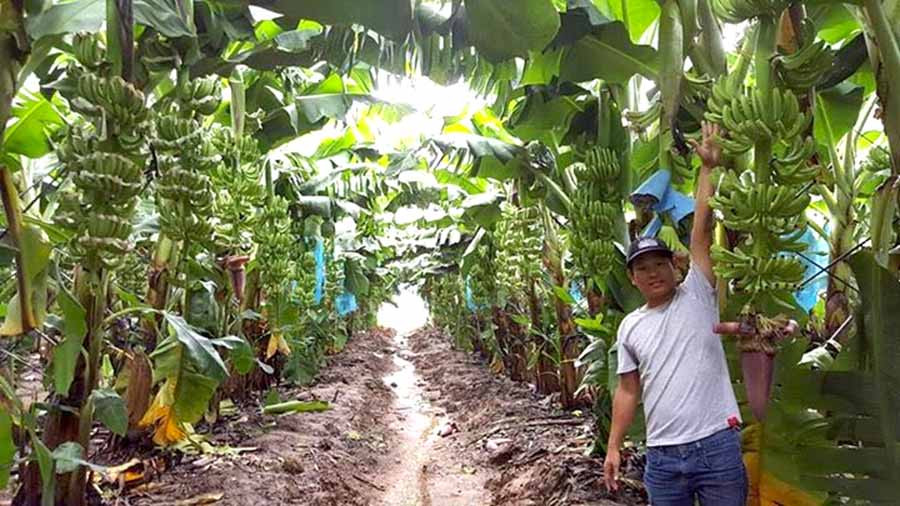 HAGL ngày càng mở rộng diện tích trồng chuối tại Lào (ảnh internet)