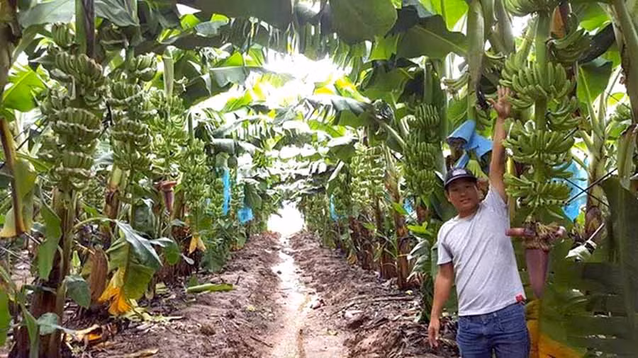 HAGL ngày càng mở rộng diện tích trồng chuối tại Lào (ảnh internet)