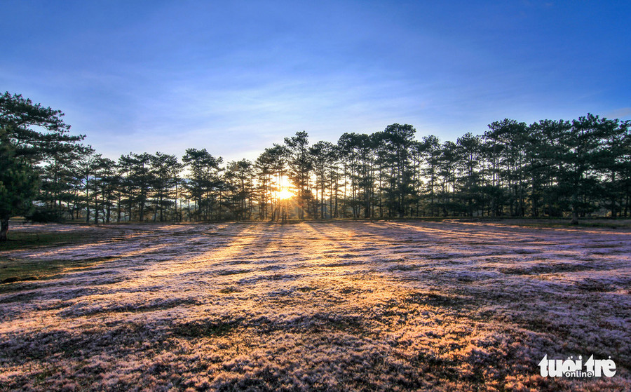 Thời điểm thích hợp nhất để ngắm cỏ hồng là sáng sớm. Muốn ngắm cỏ hồng phải đi từ 4 giờ sáng vào rừng hoặc ngủ qua đêm - Ảnh: ĐINH VĂN BIÊN