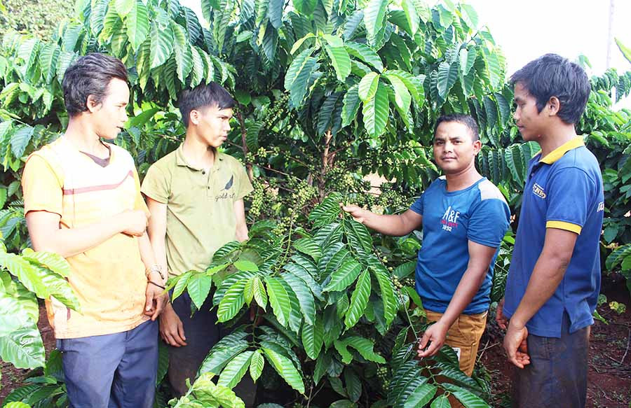  Các thành viên CLB Thanh niên giúp nhau phát triển kinh tế làng Grôn (xã Ia Kriêng, huyện Đức Cơ) tham quan mô hình kinh tế của anh Rơ Châm Tép (thứ 2 từ phải qua). Ảnh: T.B