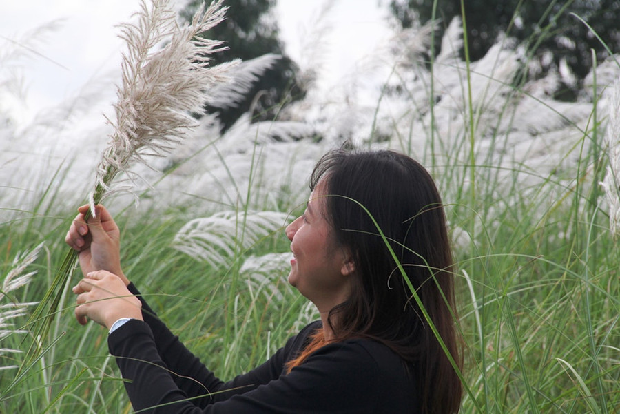  Nhiều người đổ xô tới cánh đồng cỏ lau check-in - Ảnh: Mạnh Cường