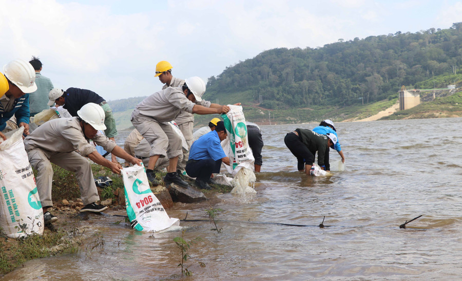Thả 76 ngàn cá giống xuống lòng hồ thủy điện An Khê-Ka Nak. Ảnh: Ngọc Minh 