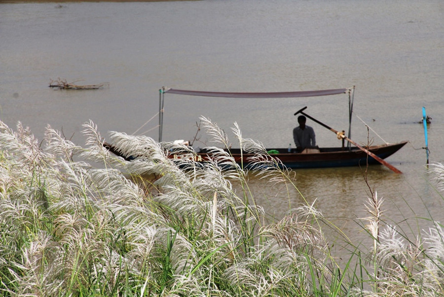 Những cánh lau trắng hướng ra sông Thu Bồn - Ảnh: Mạnh Cường