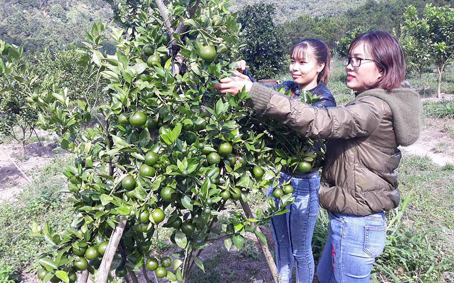  Chị Thủy (bìa phải) chia sẻ kinh nghiệm chăm sóc cây quýt đường. Ảnh: L.H