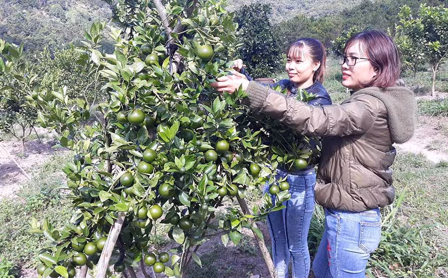  Chị Thủy (bìa phải) chia sẻ kinh nghiệm chăm sóc cây quýt đường. Ảnh: L.H