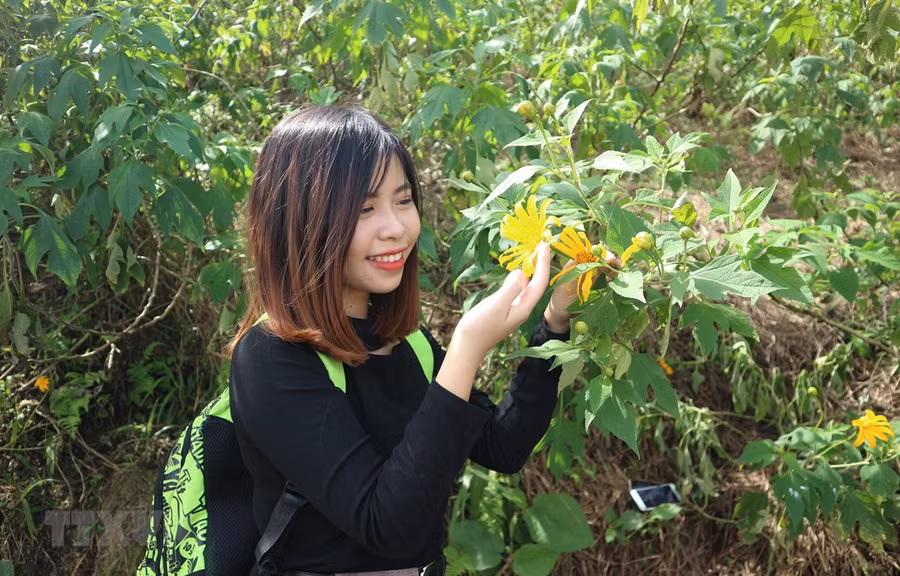 Nhiều bạn trẻ ở các tỉnh thành lân cận Hà Nội cũng tìm đến Ba Vì để ngắm hoa dã quỳ nở. (Ảnh: Mạnh Khánh/TTXVN)