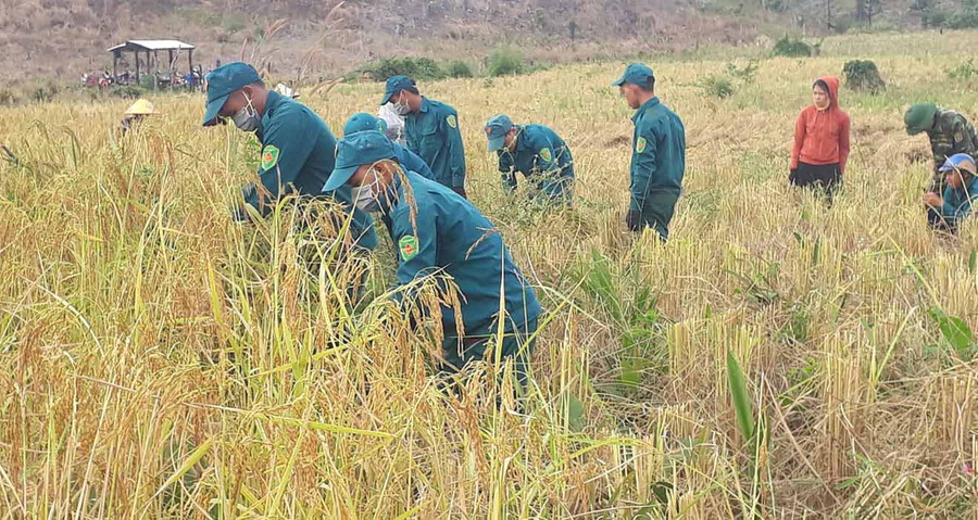 Đoàn viên chi đoàn dân quân xã Ia nan giúp dân gặt lúa mùa. Ảnh: Lê Văn Châu