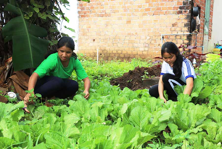  Vườn rau của học sinh Trường THPT Trường Chinh (huyện Chư Sê). Ảnh: H.T