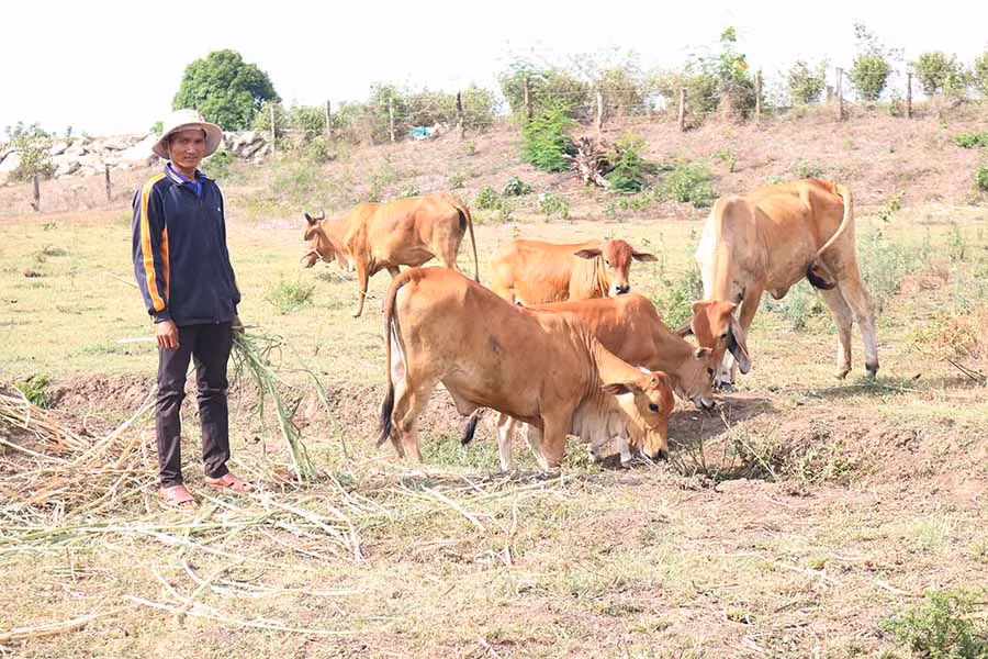  Anh Đinh Nech (làng Hle Hlang, xã Yang Trung, huyện Kông Chro) chăm sóc đàn bò lai của gia đình. Ảnh: L.N