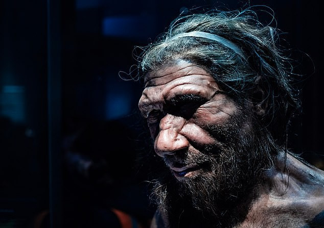 Một tượng sáp mô tả chân dung người Neanderthals - ảnh: SHUTTERSTOCK/CHETTTAPRIN.P