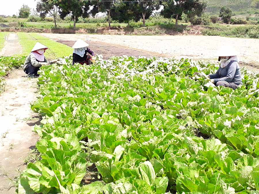 Người dân xã Cư An (huyện Đak Pơ) sản xuất theo hướng VietGAP để phát triển kinh tế