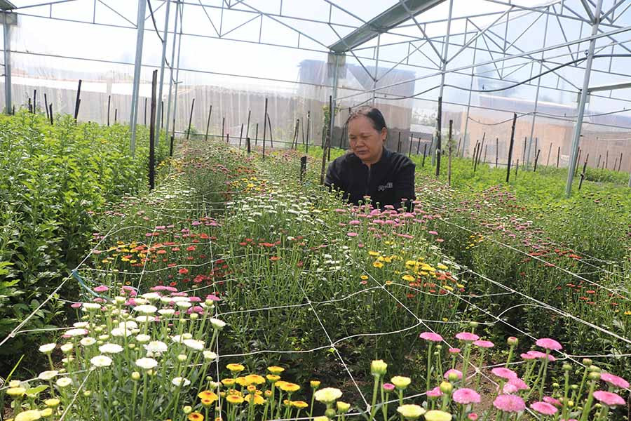 Bà Nguyễn Thị Diên (tổ 5, phường An Tân, thị xã An Khê) chăm sóc vườn hoa cúc. Ảnh: N.M Bà Nguyễn Thị Diên (tổ 5, phường An Tân, thị xã An Khê) chăm sóc vườn hoa cúc. Ảnh: N.M