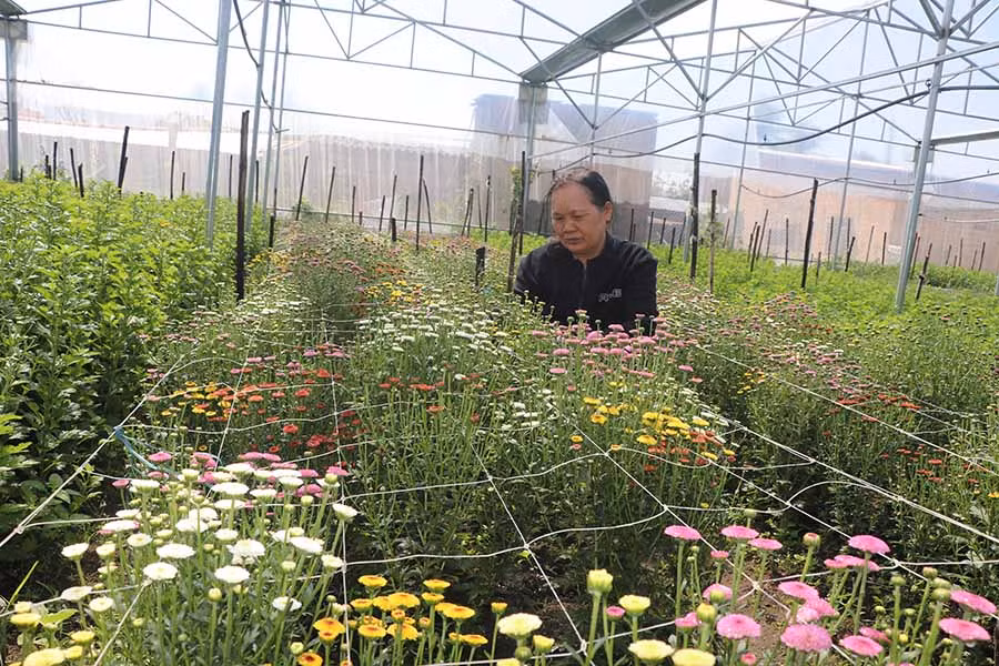  Bà Nguyễn Thị Diên (tổ 5, phường An Tân, thị xã An Khê) chăm sóc vườn hoa cúc. Ảnh: N.M