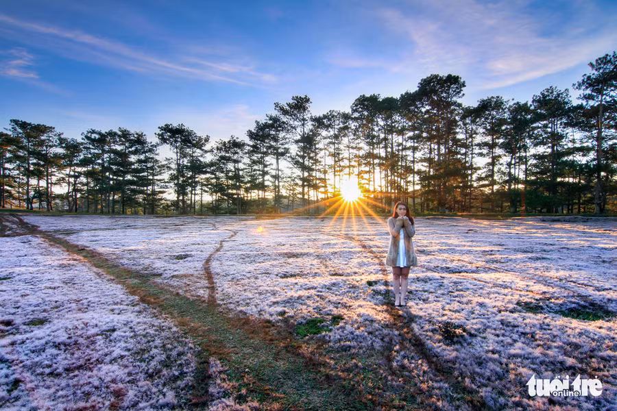 Lớp sương dày bám trên hoa cỏ khiến cỏ hồng trông như phủ tuyết trong nắng sớm - Ảnh: ĐINH VĂN BIÊN