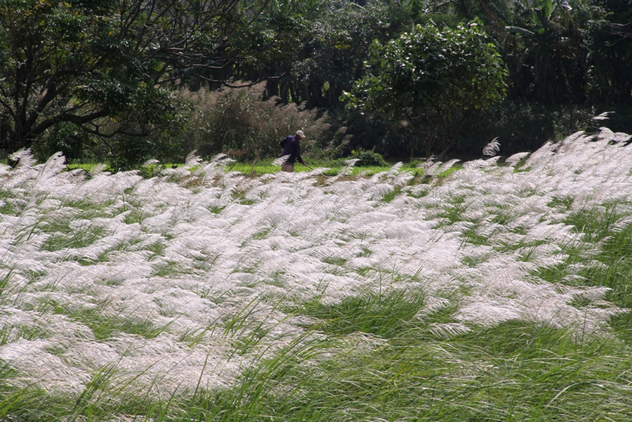 Cách đồng cỏ lau bạt ngàn vừa được khám phá trở thành điểm check-in, sống ảo của giới trẻ - Ảnh: Mạnh Cường