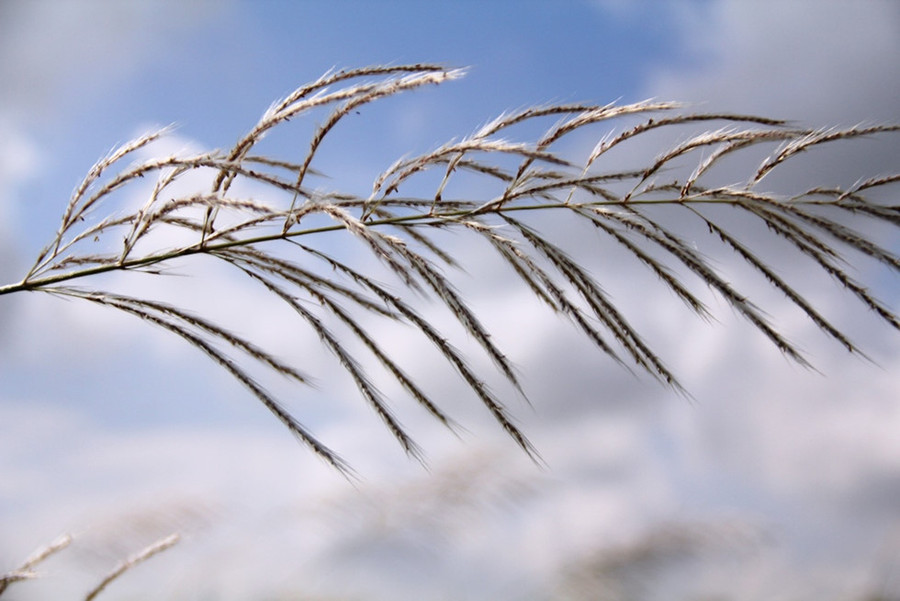 Cỏ lau trắng phất phơ rất lãng mạn - Ảnh: Mạnh Cường