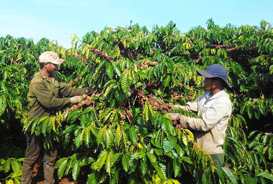  Người dân huyện Đak Đoa thu hoạch cà phê. Ảnh: L.N