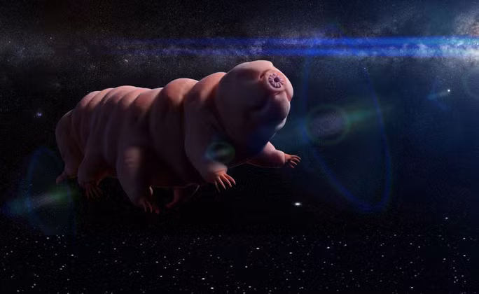  Tardigrade, sinh vật không bị trái đất làm biến đổi suốt 500 triệu năm và được cho là bất tử kể cả trong môi trường vũ trụ chân không - ảnh: DOTTED YET