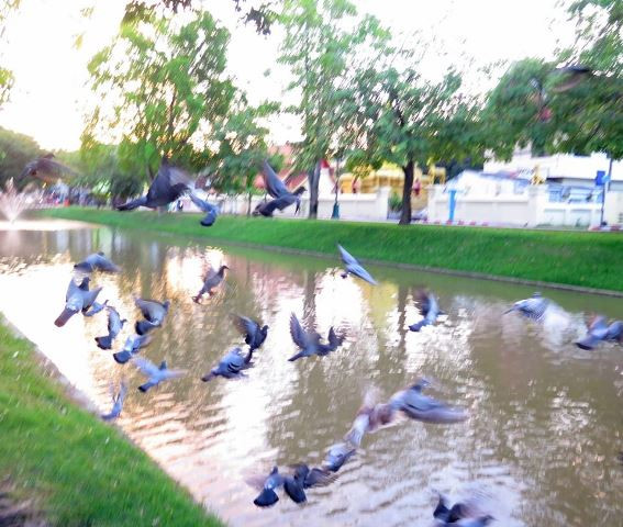 Những đàn bồ câu có thể gặp ở khắp nơi trong thành phố Chiang Mai.