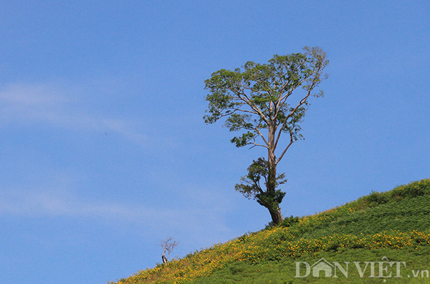 Muốn ngắm trọn vẻ đẹp của núi lửa Chư Đăng Ya, bạn phải mất khoảng 20 phút đi bộ để leo lên đỉnh núi, mục tiêu của bạn sẽ là những cây cổ thụ trên lưng chừng núi. Từ đây bạn có thể ngắm trọn vẹn một vùng trời Gia Lai thanh bình với những mảng xanh của núi rừng, màu vàng của hoa dã quỳ hòa quyện với màu xanh cây cỏ trên nền đất bazan. Đây là một sự trải nghiệm thú vị với những ai thích du lịch phượt, leo núi, dã ngoại về với thiên nhiên. Ảnh: Văn Hà Muốn ngắm trọn vẻ đẹp của núi lửa Chư Đăng Ya, bạn phải mất khoảng 20 phút đi bộ để leo lên đỉnh núi, mục tiêu của bạn sẽ là những cây cổ thụ trên lưng chừng núi. Từ đây bạn có thể ngắm trọn vẹn một vùng trời Gia Lai thanh bình với những mảng xanh của núi rừng, màu vàng của hoa dã quỳ hòa quyện với màu xanh cây cỏ trên nền đất bazan. Đây là một sự trải nghiệm thú vị với những ai thích du lịch phượt, leo núi, dã ngoại về với thiên nhiên. Ảnh: Văn Hà