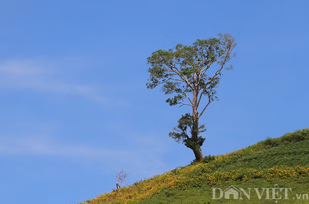  Muốn ngắm trọn vẻ đẹp của núi lửa Chư Đăng Ya, bạn phải mất khoảng 20 phút đi bộ để leo lên đỉnh núi, mục tiêu của bạn sẽ là những cây cổ thụ trên lưng chừng núi. Từ đây bạn có thể ngắm trọn vẹn một vùng trời Gia Lai thanh bình với những mảng xanh của núi rừng, màu vàng của hoa dã quỳ hòa quyện với màu xanh cây cỏ trên nền đất bazan. Đây là một sự trải nghiệm thú vị với những ai thích du lịch phượt, leo núi, dã ngoại về với thiên nhiên. Ảnh: Văn Hà