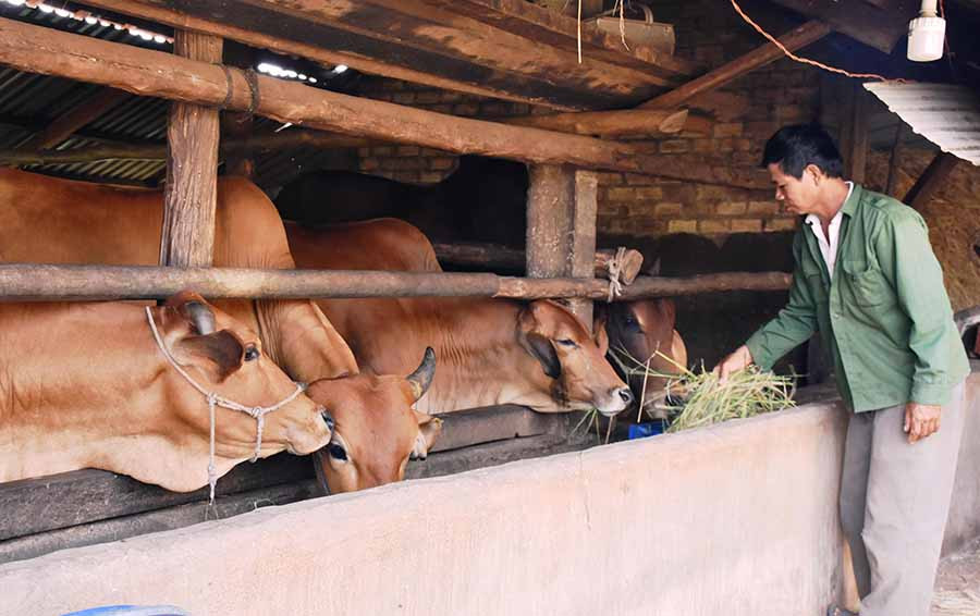  Ông Trần Ngọc Anh (làng Grang, xã Ia Phìn) chăm sóc đàn bò lai Sind của gia đình. Ảnh: T.D