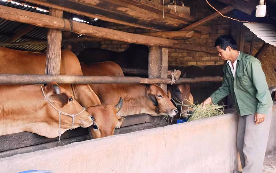 Ông Trần Ngọc Anh (làng Grang, xã Ia Phìn) chăm sóc đàn bò lai Sind của gia đình. Ảnh: T.D