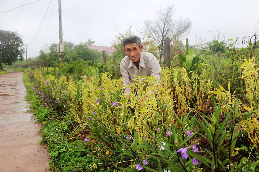  Nhờ chăm sóc tốt, những luống hoa do ông Bun trồng đã bén rễ và ra hoa thơm ngát. Ảnh: H.T