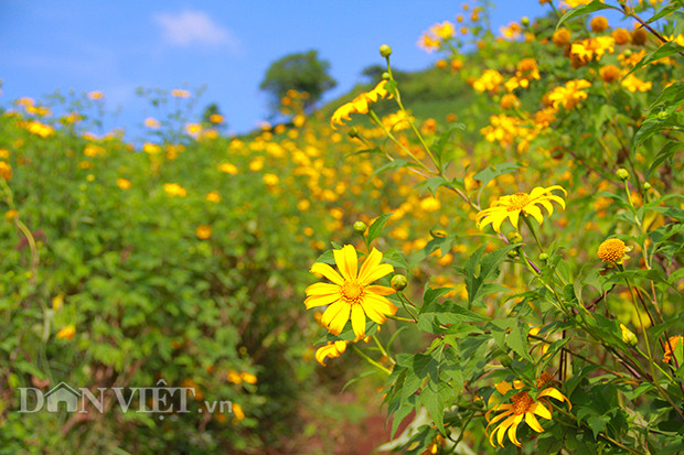 Tuy không sang trọng như cúc vàng, vạm vỡ như hoa hướng dương nhưng dã quỳ lại mang trong mình một vẻ đẹp dung hòa, dân dã và dễ đi vào lòng người . Ảnh: Văn Hà Tuy không sang trọng như cúc vàng, vạm vỡ như hoa hướng dương nhưng dã quỳ lại mang trong mình một vẻ đẹp dung hòa, dân dã và dễ đi vào lòng người . Ảnh: Văn Hà