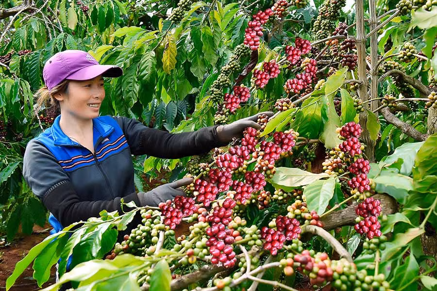 Toàn tỉnh Gia Lai hiện có hơn 1.000 ha cà phê được sản xuất theo tiêu chuẩn 4C, organic. Ảnh: Đức Thụy