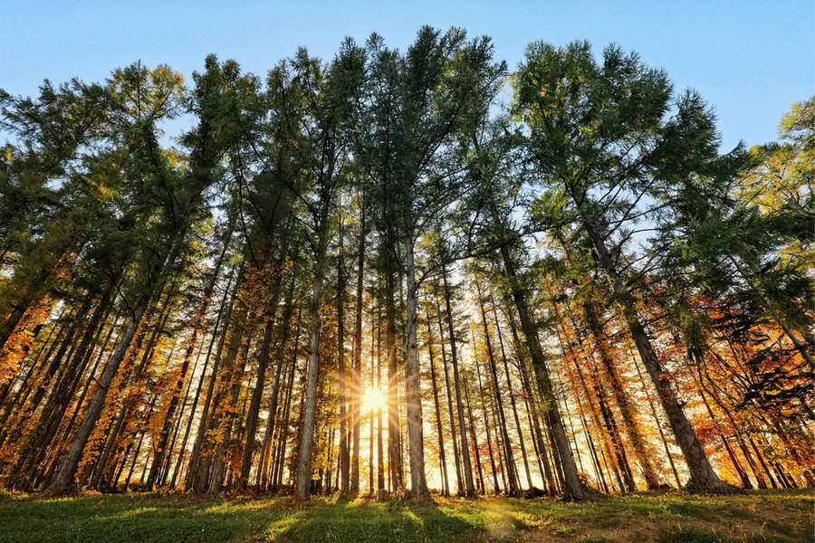 Nắng lên cao, từng hàng lá phong bừng sáng rồi như rực cháy giữa trời xanh - Ảnh: NGÔ TRẦN HẢI AN