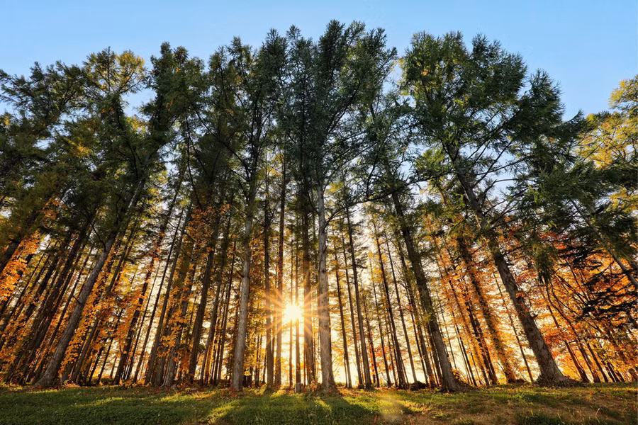 Nắng lên cao, từng hàng lá phong bừng sáng rồi như rực cháy giữa trời xanh - Ảnh: NGÔ TRẦN HẢI AN