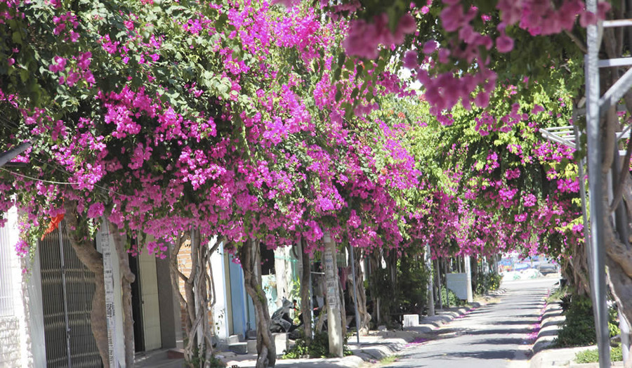 Đường Bạch Thái Bưởi. Đường Bạch Thái Bưởi.