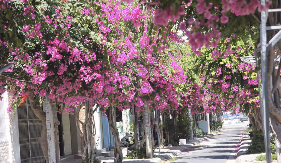 Đường Bạch Thái Bưởi.