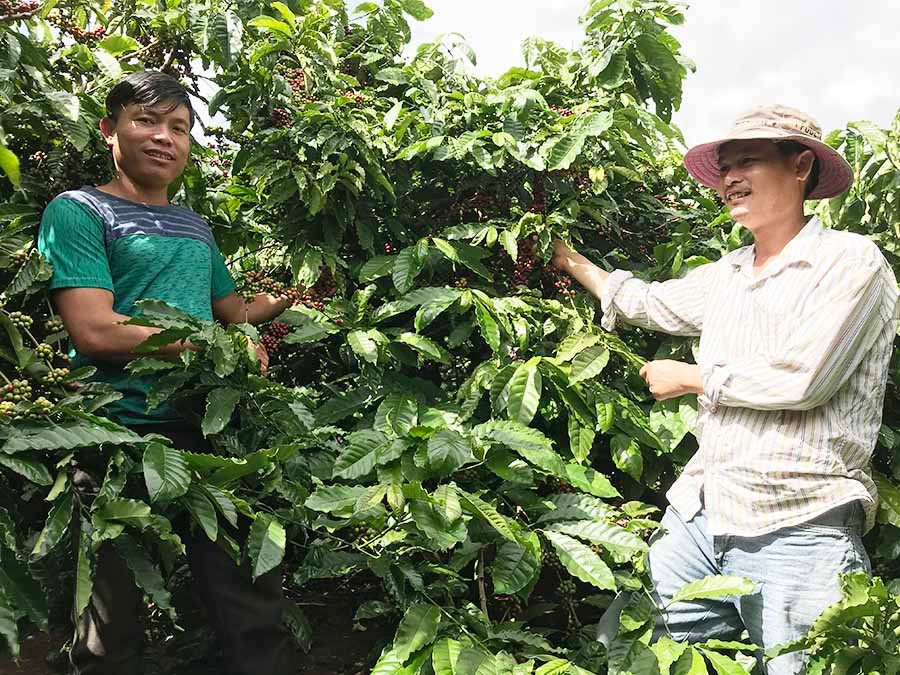 Ông Trần Thiện Văn (xã Ia Tiêm, huyện Chư Sê) bên vườn cà phê chất lượng cao. Ảnh: N.D
