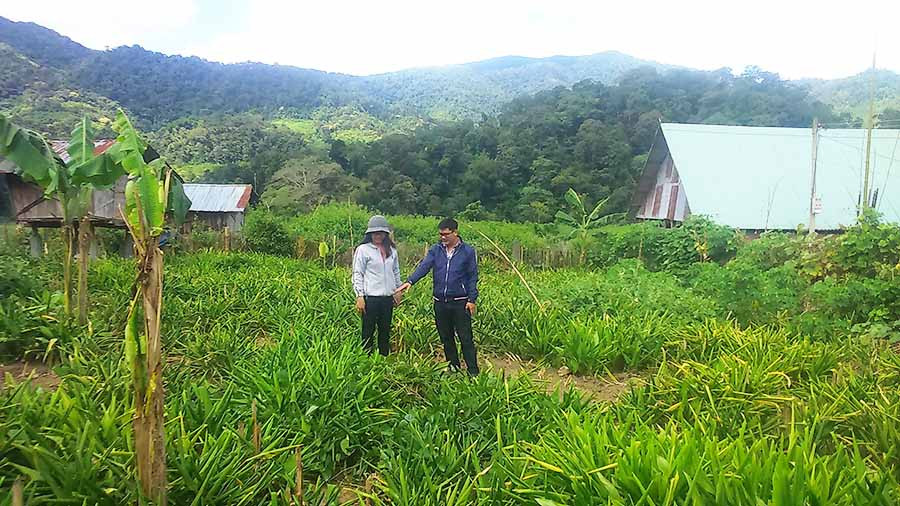  Vườn sâm đá của một thành viên Hợp tác xã Dịch vụ nông-lâm nghiệp Kon Pne. Ảnh: N.T