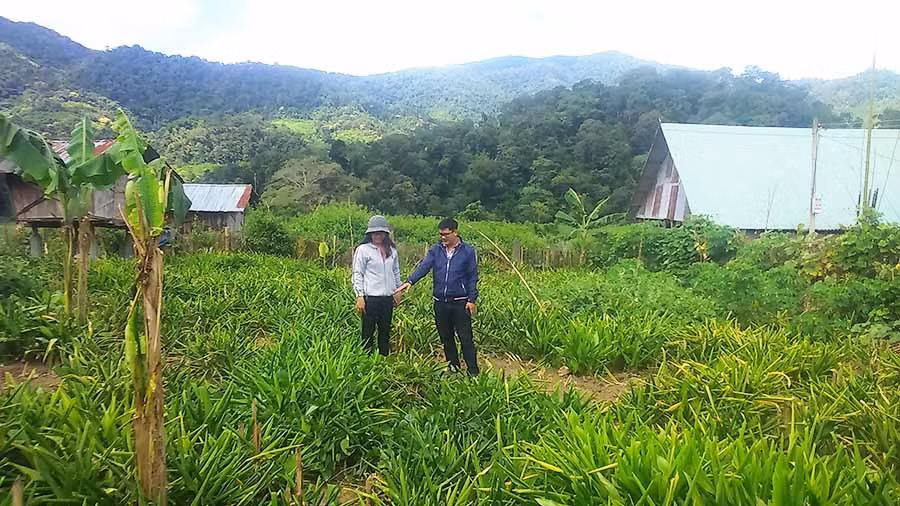  Vườn sâm đá của một thành viên Hợp tác xã Dịch vụ nông-lâm nghiệp Kon Pne. Ảnh: N.T