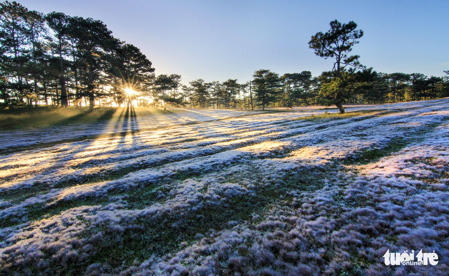 Đankia - Suối Vàng, Trại Mát, Thái Phiên và một số bình nguyên ở huyện Đức Trọng (tỉnh Lâm Đồng) cũng rất đẹp với cỏ hồng - Ảnh: ĐINH VĂN BIÊN