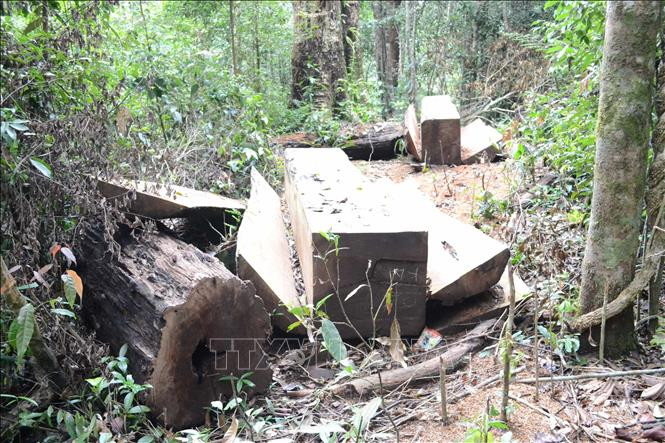  Hiện trường khai thác trái phép gỗ Du Sam trong Khu bảo tồn thiên nhiên Nam Nung. Ảnh minh họa: TTXVN phát