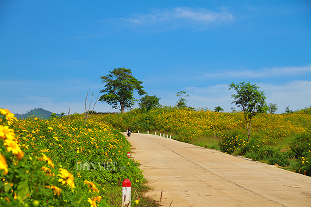 Ai đi qua những con đường quanh núi lửa Chư Đăng Ya vào tháng 11 này chắc chắn sẽ ngỡ ngàng trước vẻ đẹp tựa tranh vẽ. Hoa dã quỳ vàng rực bao phủ một vùng, cùng với khung cảnh trong xanh thơ mộng của núi lửa Chư Đăng Ya. Ảnh: Văn Hà Ai đi qua những con đường quanh núi lửa Chư Đăng Ya vào tháng 11 này chắc chắn sẽ ngỡ ngàng trước vẻ đẹp tựa tranh vẽ. Hoa dã quỳ vàng rực bao phủ một vùng, cùng với khung cảnh trong xanh thơ mộng của núi lửa Chư Đăng Ya. Ảnh: Văn Hà