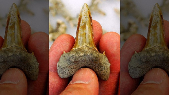  Chiếc răng đáng sợ của 