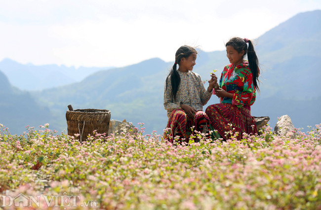 Những bông hoa tam giác mạch màu hồng nhạt nhỏ li ti rung rinh trước gió, tạo cảm giác yên bình đến lạ. Ảnh: Lê Hiếu