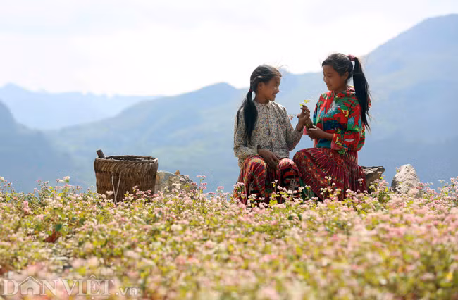 Những bông hoa tam giác mạch màu hồng nhạt nhỏ li ti rung rinh trước gió, tạo cảm giác yên bình đến lạ. Ảnh: Lê Hiếu