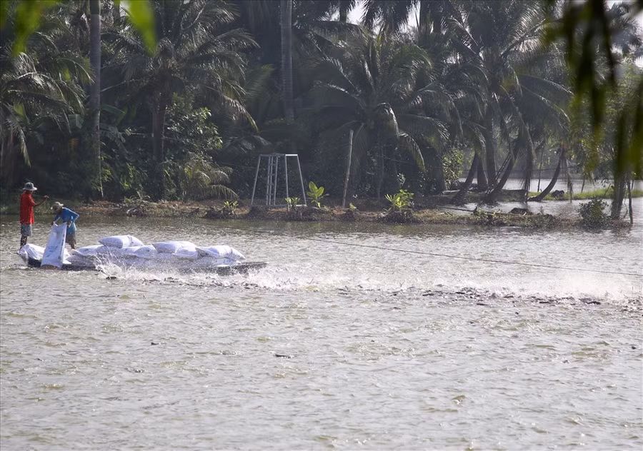 Ở Cồn Sơn, có 75 hộ dân sinh sống, theo báo cáo của chính quyền, có 19 hộ làm du lịch cộng đồng. Nhưng khi đặt chân đến nơi này, cảm tưởng hộ nào cũng có thể làm du lịch được, bởi từ người nuôi cá, trồng cây, nơi nào cũng có vẻ đẹp tự nhiên, không gian yên tĩnh, trong lành, đời sống dân cư giản dị, mộc mạc. Ảnh: H.Thơ.