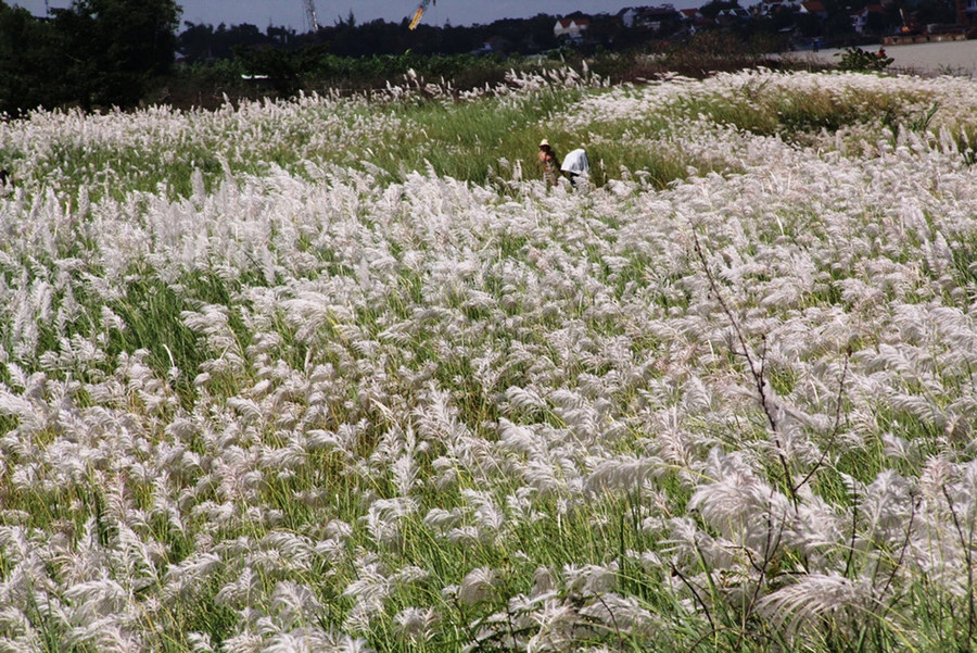  Cánh đồng cỏ lau nở rộ phủ trắng nhiều nơi khiến khung cảnh thành phố trở nên lãng mạn hơn bao giờ hết. Ảnh: Mạnh Cường