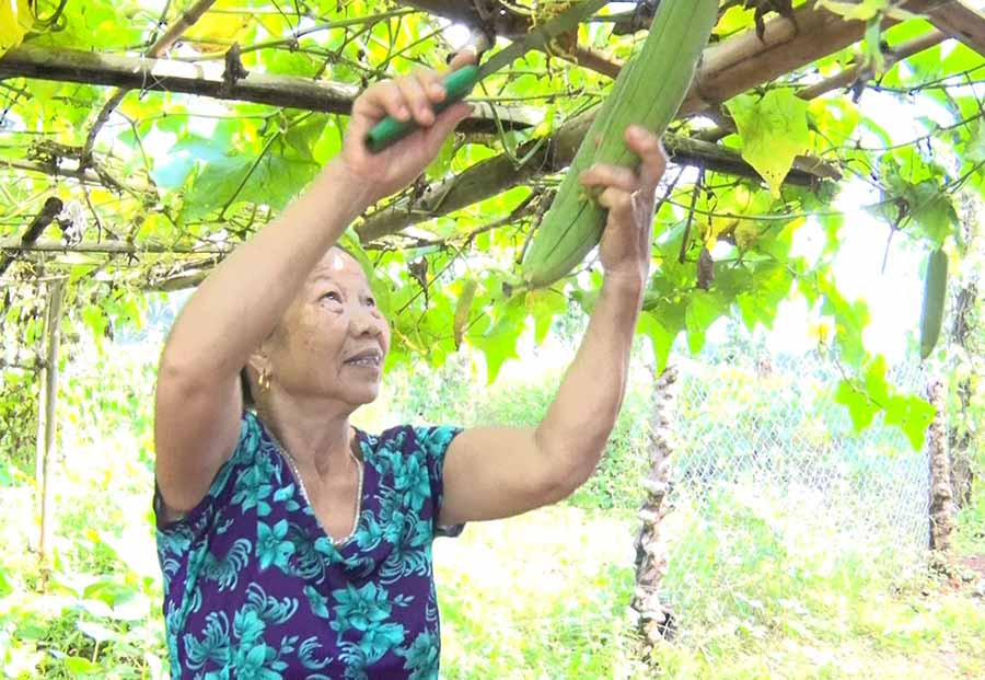  Bà Trần Thị Kỳ kiên quyết xin rút ra khỏi danh sách hộ nghèo vì còn sức lao động. Ảnh: L.V.C