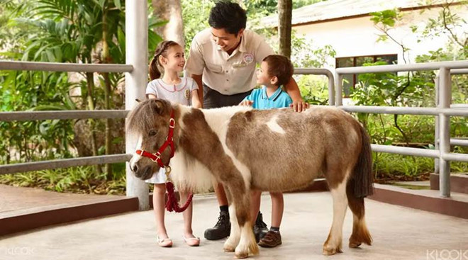  Singapore Zoo là nhà của hơn 2,800 cá thể động vật thuộc hơn 300 loài thú có vú, chim và bò sát. Tất cả đều sinh hoạt tự do trong một môi trường giống môi trường sống tự nhiên