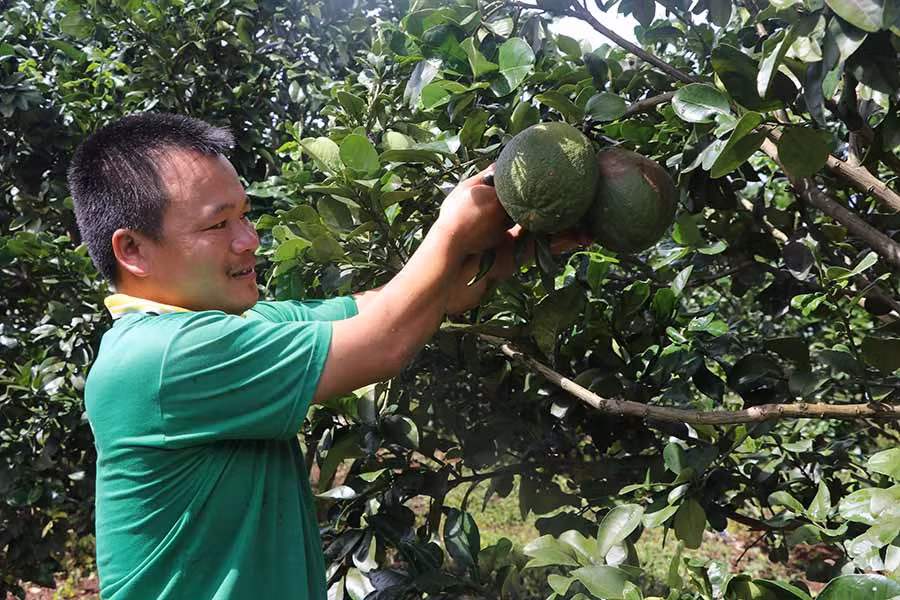 Từ năm 2010 đến nay, anh Lê Văn Thọ (thôn 9, xã Chơ Long, huyện Kông Chro) đã chuyển đổi 8 ha mía sang trồng cây ăn quả. Ảnh: N.M