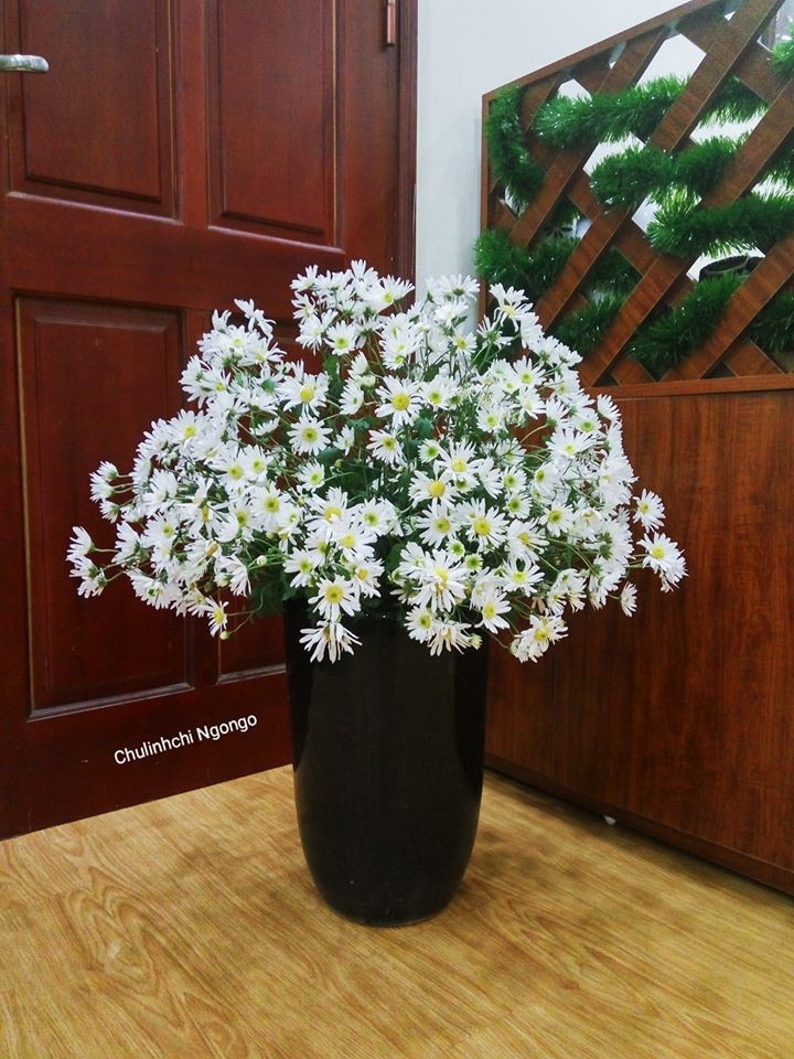 Bình cúc họa mi đặt ở góc nào căn phòng cũng trở nên nổi bật, cực xinh và làm sáng bừng cả không gian. Bình cúc họa mi đặt ở góc nào căn phòng cũng trở nên nổi bật, cực xinh và làm sáng bừng cả không gian.